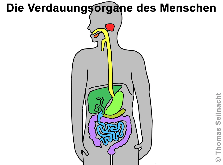 der weg der verdauung