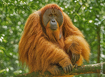 Orang-Utan