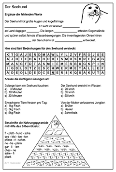 Arbeitsblatt Seehund