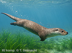 Bild vergr&ouml;&szlig;ern!