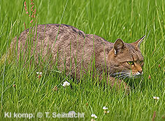 Bild vergr&ouml;&szlig;ern!