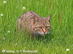 Bild vergr&ouml;&szlig;ern!