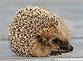 Igel