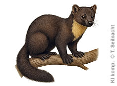 Bild vergr&ouml;&szlig;ern!