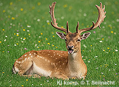 Bild vergr&ouml;&szlig;ern!