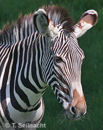 Steppenzebra