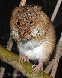 Zwergmaus