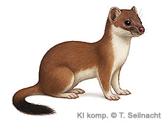 Bild vergr&ouml;&szlig;ern!