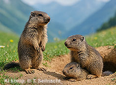 Bild vergr&ouml;&szlig;ern!