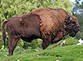 Wisent