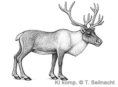 Bild vergr&ouml;&szlig;ern!