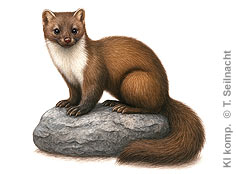 Bild vergr&ouml;&szlig;ern!