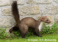 Bild vergr&ouml;&szlig;ern!