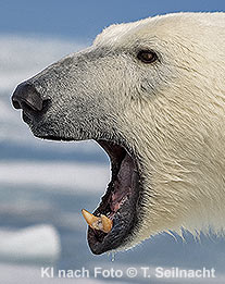 Eisb&auml;r Frontalansicht