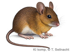 Bild vergr&ouml;&szlig;ern!