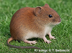 Bild vergr&ouml;&szlig;ern!