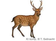 Bild vergr&ouml;&szlig;ern!