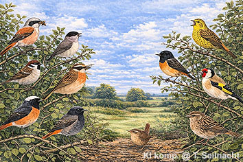 V&ouml;gel in der Hecke