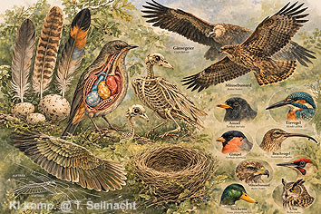 Biologie der V&ouml;gel
