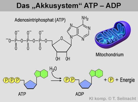 Bild vergr&ouml;&szlig;ern!