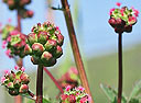 Kleiner Wiesenknopf