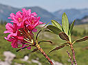 Rostblättrige Alpenrose