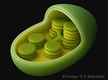 Chloroplast