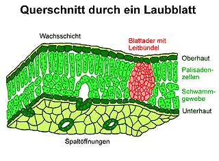 Bild vergrößern!