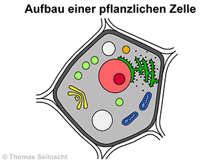 Mediendatenbank Biologie; Pflanzenzelle