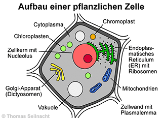 Bild vergrößern!