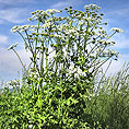 Wiesen-Bärenklau