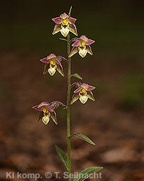 Bild vergr&ouml;&szlig;ern!