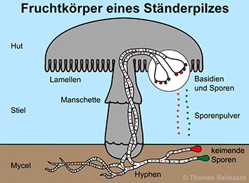 Fortpflanzung