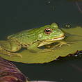 Wasserfrosch