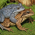 Moorfrosch