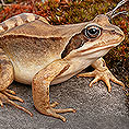 Moorfrosch