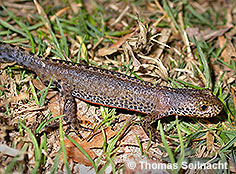 Bild vergr&ouml;&szlig;ern!