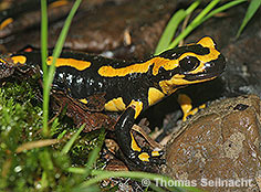 Bild vergr&ouml;&szlig;ern!