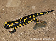 Bild vergr&ouml;&szlig;ern!