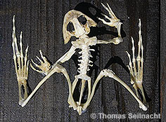 Bild vergr&ouml;&szlig;ern!