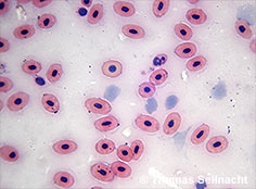 Bild vergr&ouml;&szlig;ern!