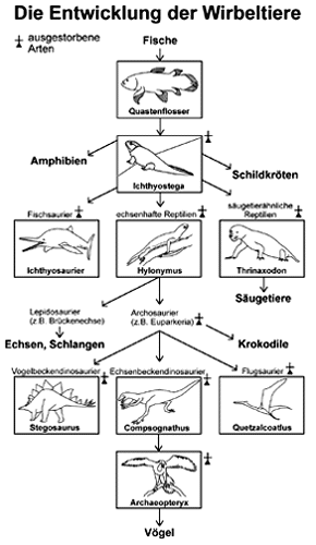 Die Entwicklung der Wirbeltiere