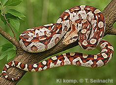 Bild vergr&ouml;&szlig;ern!