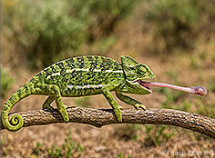 Bild vergr&ouml;&szlig;ern!