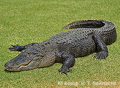 Bild vergr&ouml;&szlig;ern!