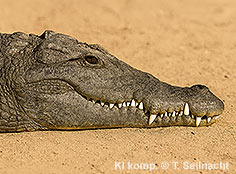 Bild vergr&ouml;&szlig;ern!