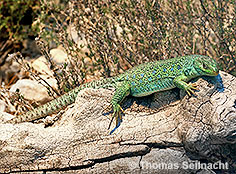 Bild vergr&ouml;&szlig;ern!