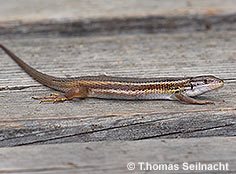 Bild vergr&ouml;&szlig;ern!