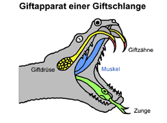 Bild vergrößern!