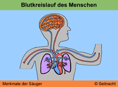 Bild vegrößern!